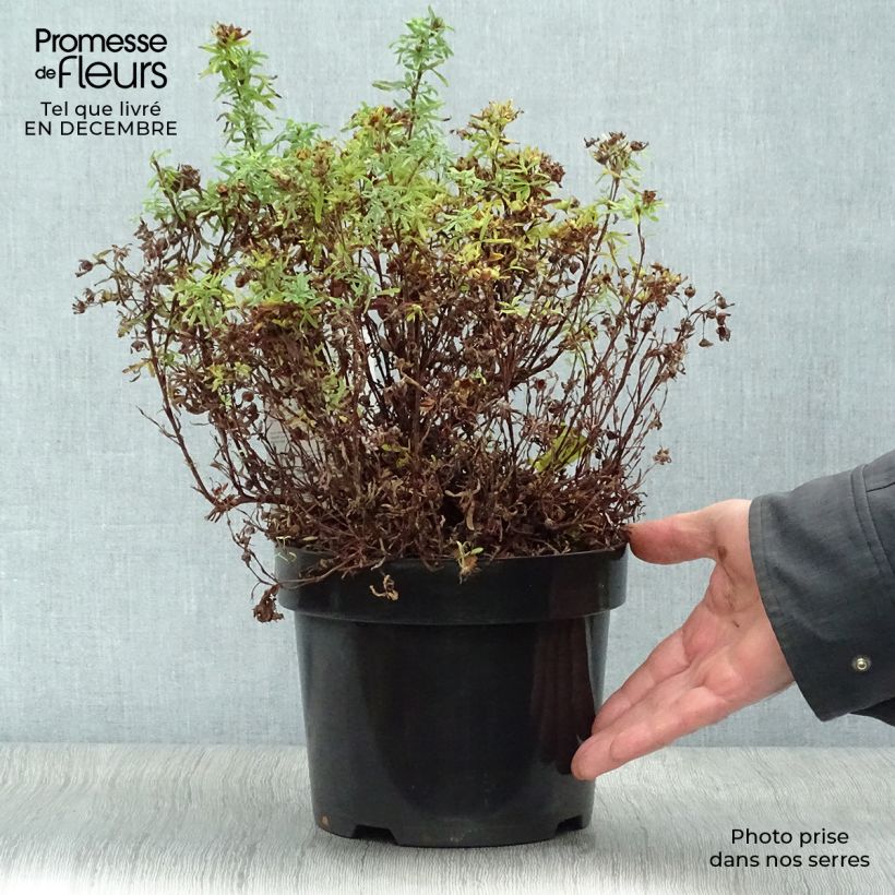 Example of Potentilla fruticosa Bellissima - Potentille arbustive Pot van 2 l/3 l as you get in hiver