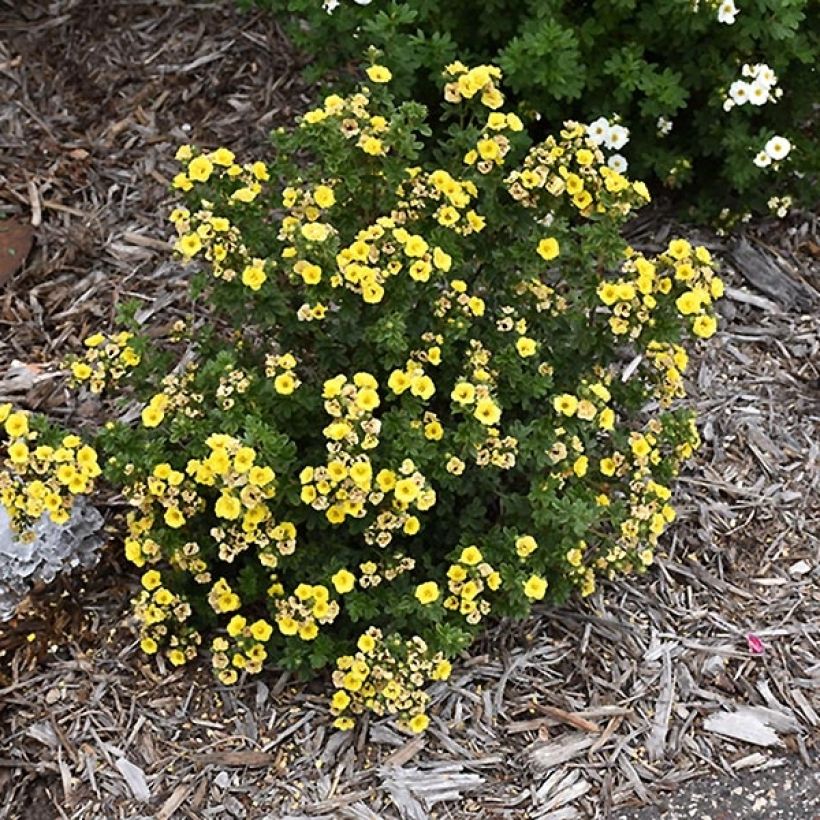 Potentilla fruticosa Citrus Tart - Struikganzerik (Plant habit)