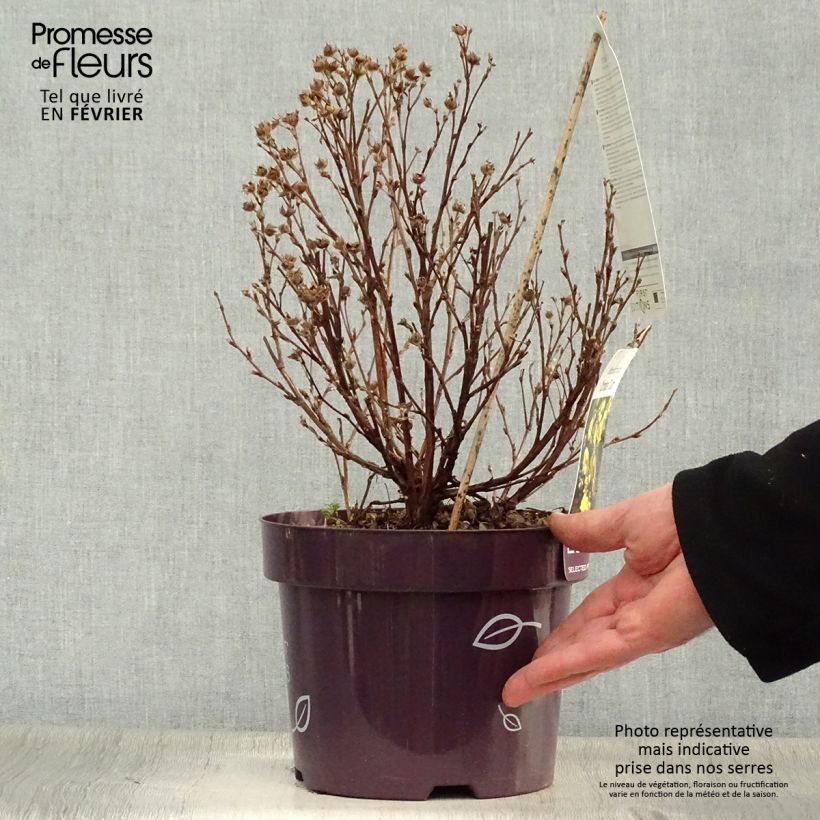 Example of Potentilla fruticosa Citrus Tart- Potentille arbustive Pot van 2 l/3 l as you get in hiver