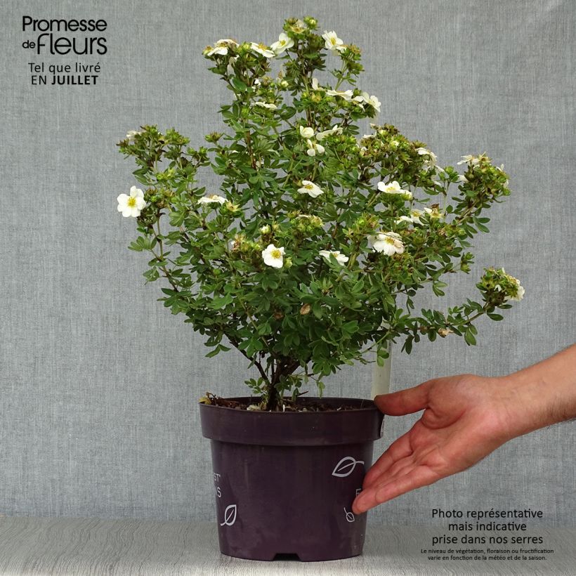 Exemplaar van Potentilla fruticosa Creme brulée - Struikganzerik Pot van 2 l/3 l zoals geleverd in de zomer
