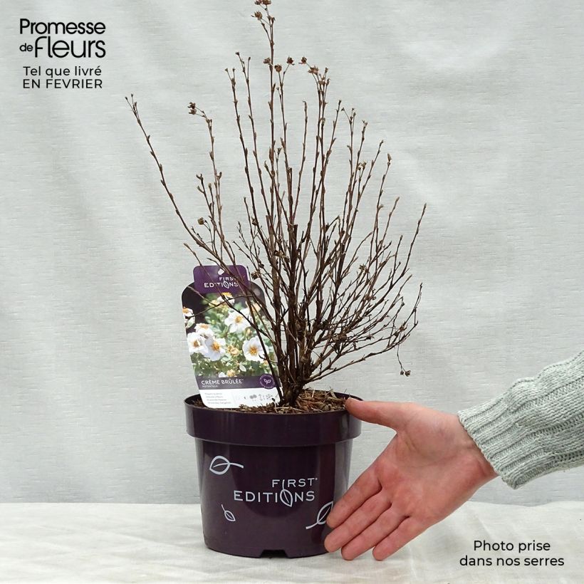 Example of Potentilla fruticosa Creme brulée- Potentille arbustive Pot van 2 l/3 l as you get in hiver
