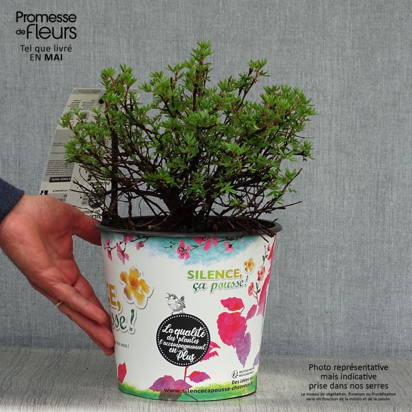 Exemplaar van Potentilla fruticosa Double Punch Pastel - Struikganzerik Pot van 3 l/4 l zoals geleverd in de lente