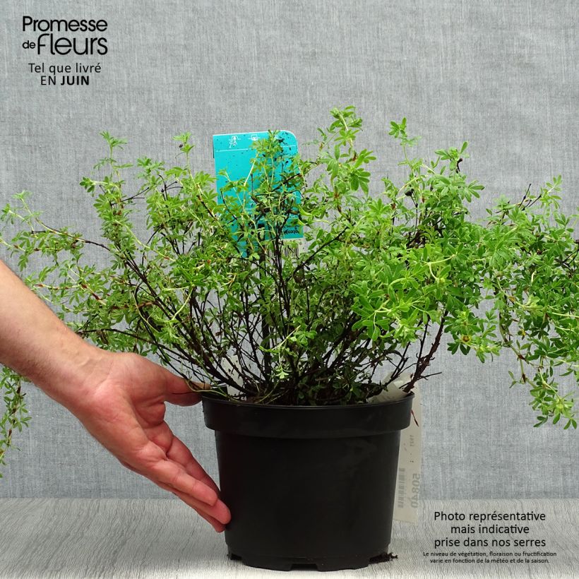 Exemplaar van Potentilla fruticosa Goldfinger - Struikganzerik Pot van 3 l/4 l zoals geleverd in de zomer