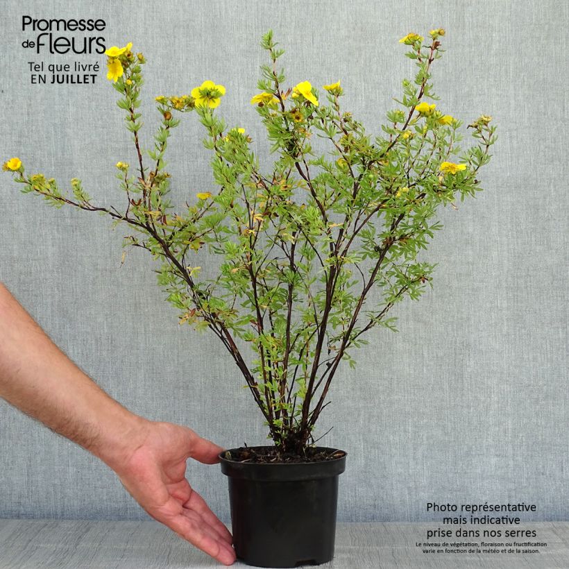 Exemplaar van Potentilla fruticosa Goldfinger - Struikganzerik Pot van 1 l/1,5 l zoals geleverd in de zomer