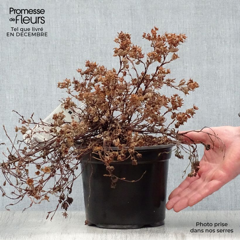 Example of Potentilla fruticosa Goldteppich - Potentille arbustive  Pot van 1,5 l/2 l as you get in hiver