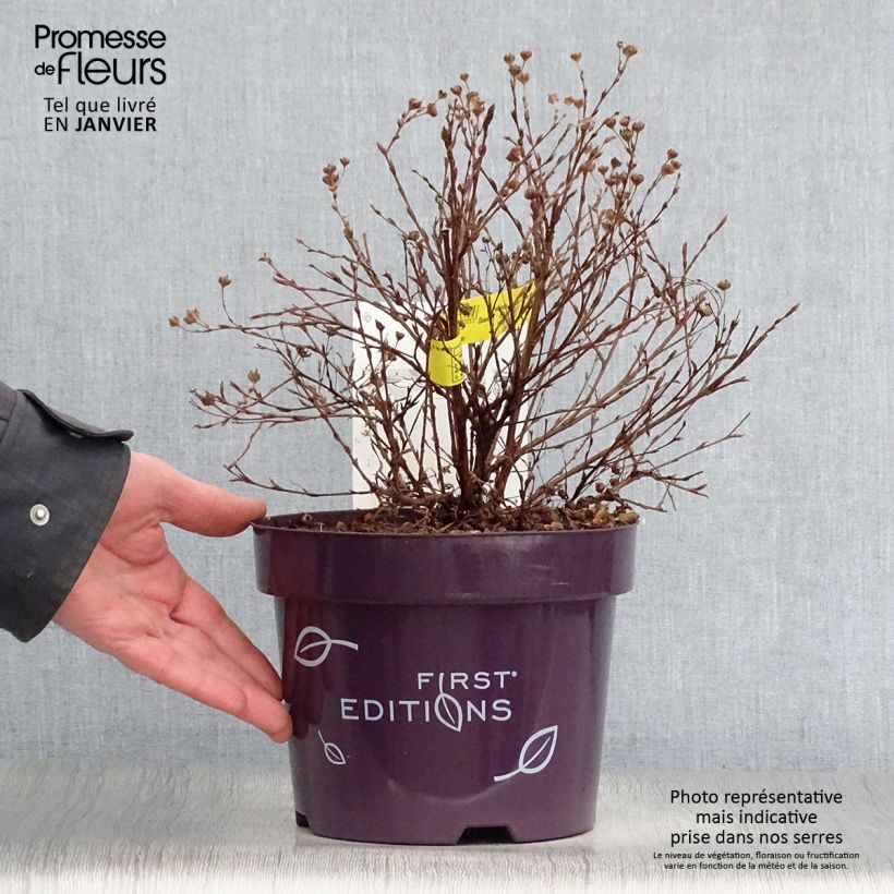 Example of Potentilla fruticosa Lemon Meringue- Potentille arbustive Pot van 2 l/3 l as you get in hiver