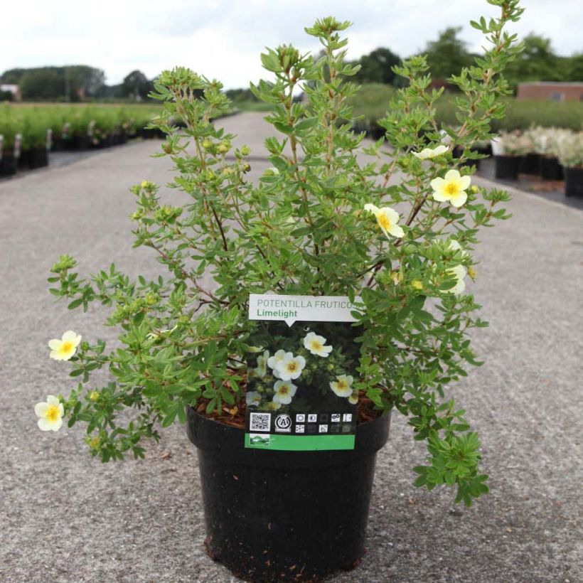 Potentilla fruticosa Limelight - Struikganzerik (Plant habit)