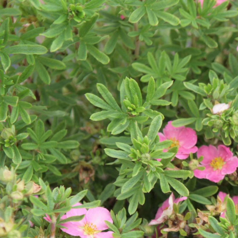 Potentilla fruticosa Lovely Pink - Struikganzerik (Foliage)