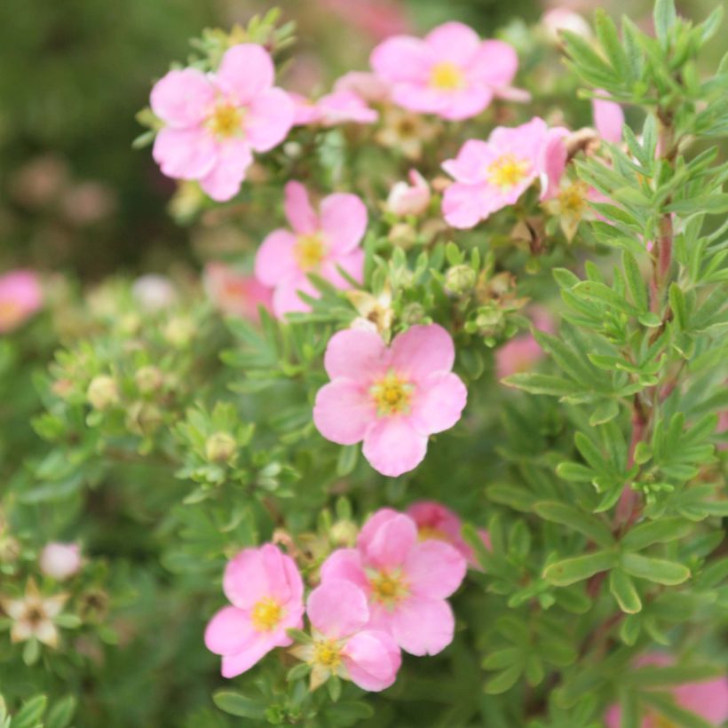 Potentilla fruticosa Lovely Pink - Struikganzerik (Flowering)
