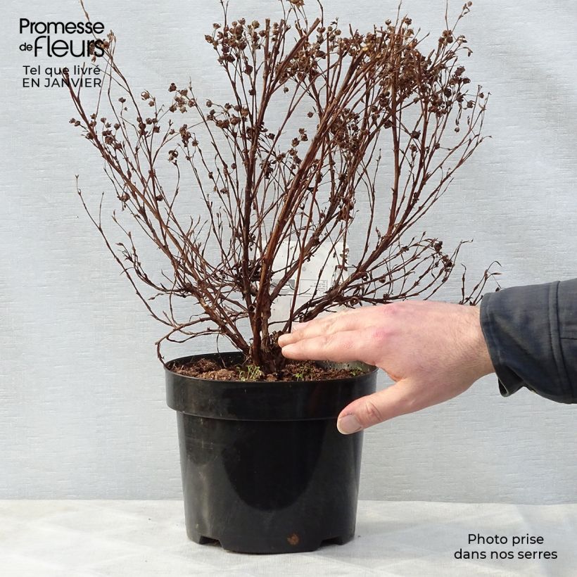 Example of Potentilla fruticosa Lovely Pink- Potentille arbustive Pot van 1,5 l/2 l as you get in hiver