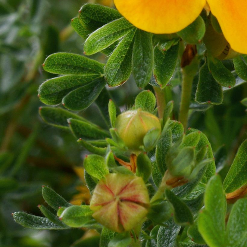 Potentilla fruticosa Mandarin Tango - Struikganzerik (Foliage)