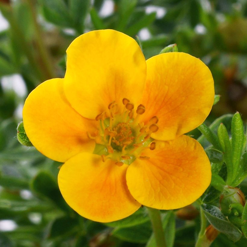 Potentilla fruticosa Mandarin Tango - Struikganzerik (Flowering)