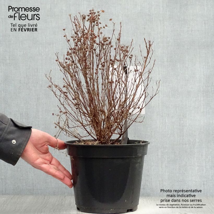 Example of Potentilla fruticosa Mango Tango - Struikganzerik Pot van 2 l/3 l as you get in hiver