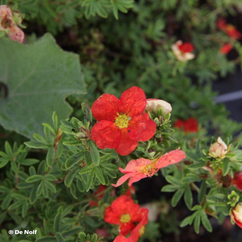 Potentilla fruticosa Marian Red Robin - Struikganzerik (Flowering)