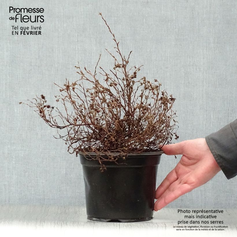 Example of Potentilla fruticosa Marian Red Robin - Potentille arbustive Pot van 1 l/1,5 l as you get in hiver