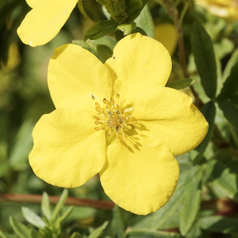 Potentilla fruticosa Medicine Wheel Mountain - Struikganzerik (Flowering)