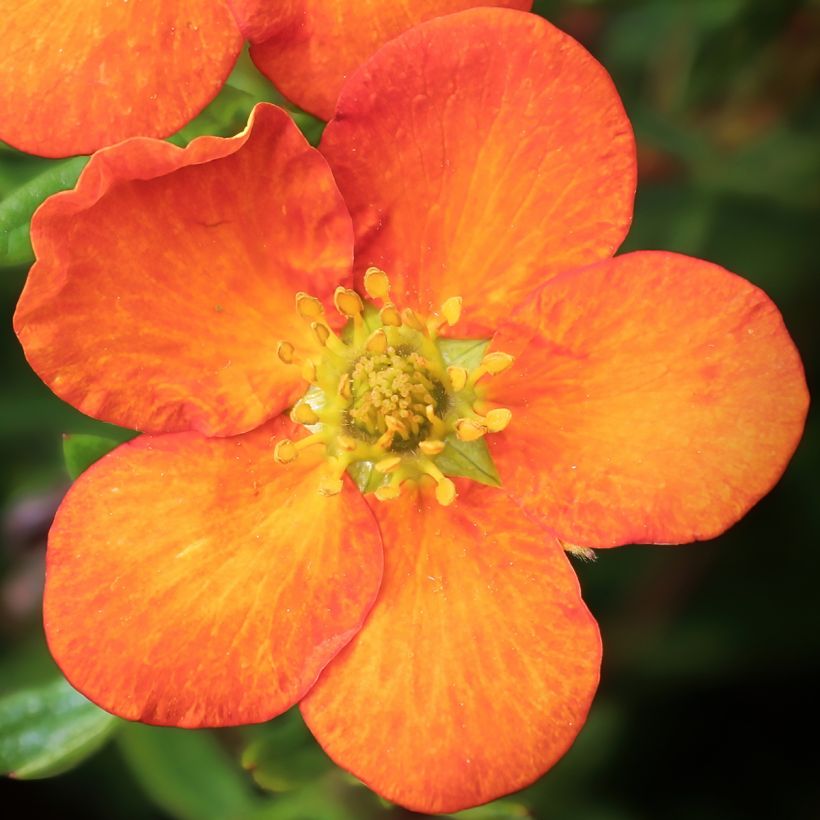 Potentilla fruticosa Orangissima - Struikganzerik (Flowering)