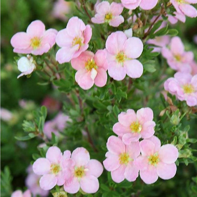 Potentilla fruticosa Pink Beauty - Struikganzerik (Flowering)