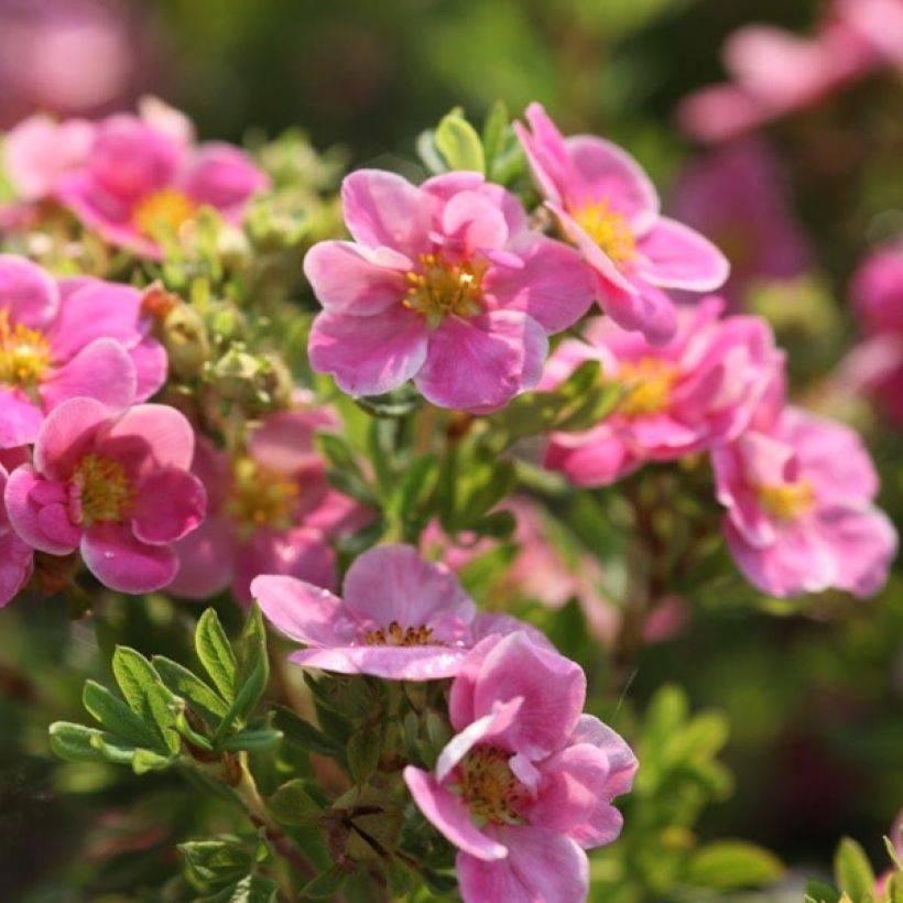 Potentilla fruticosa Pink Paradise - Struikganzerik (Flowering)