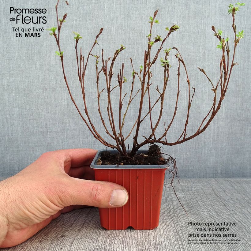 Example of Potentilla fruticosa Pink Paradise - Struikganzerik Kweekpotje van 8/9 cm as you get in hiver