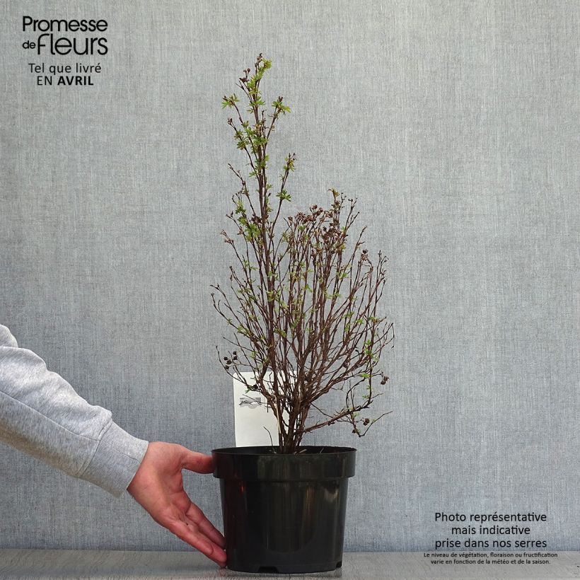 Exemplaar van Potentilla fruticosa Pink Paradise - Struikganzerik Pot van 2 l/3 l zoals geleverd in de lente