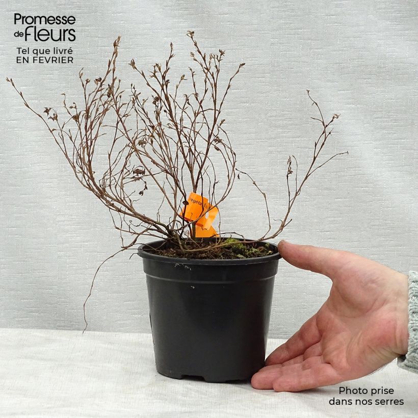 Example of Potentilla fruticosa Red Ace - Potentille arbustive Pot van 1 l/1,5 l as you get in hiver