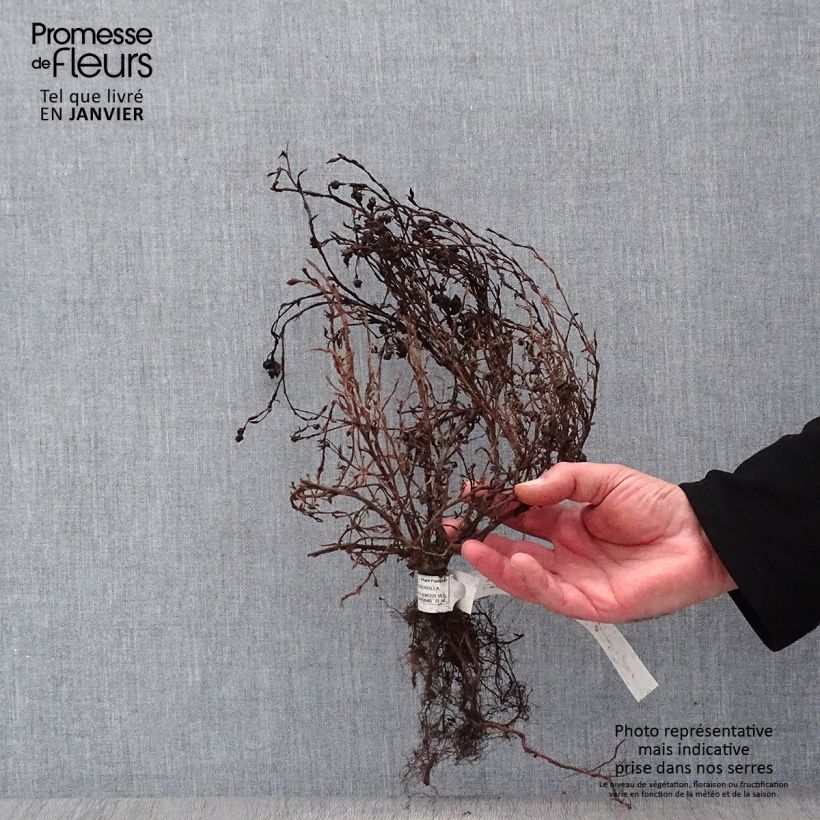 Example of Potentilla fruticosa Red Ace - Potentille arbustive Naakte wortel as you get in hiver