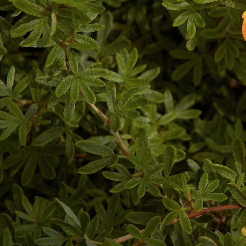 Potentilla fruticosa Red Ace - Struikganzerik (Foliage)