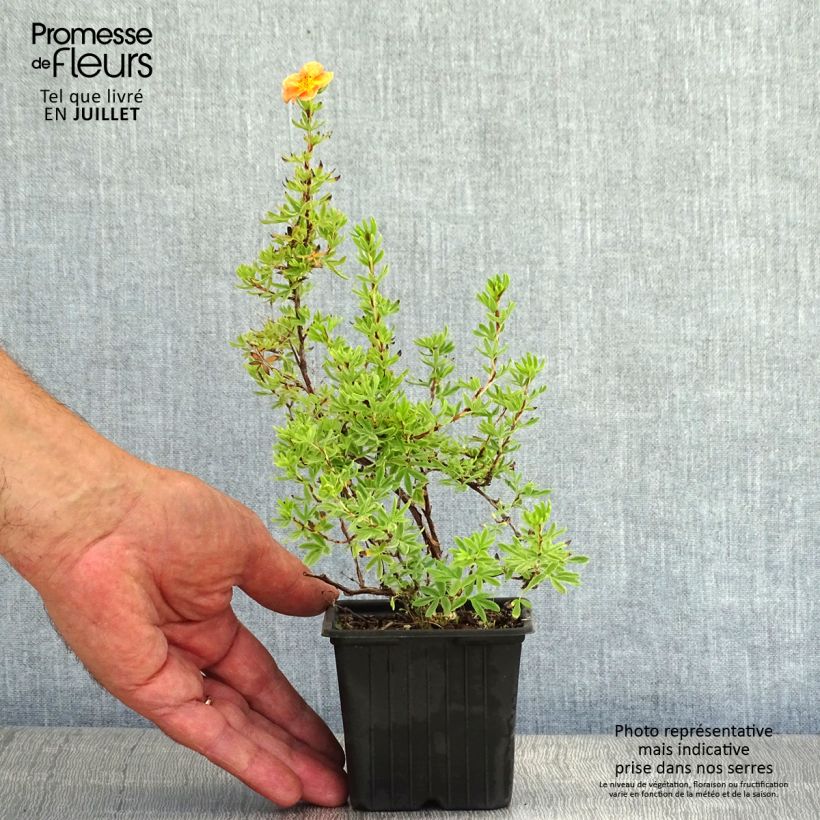 Exemplaar van Potentilla fruticosa Red Ace - Struikganzerik Kweekpotje van 8/9 cm zoals geleverd in de zomer