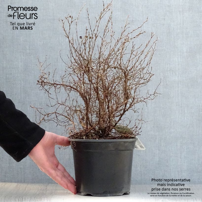 Exemplaar van Potentilla fruticosa Tangerine - Struikganzerik Pot van 2 l/3 l zoals geleverd in de lente