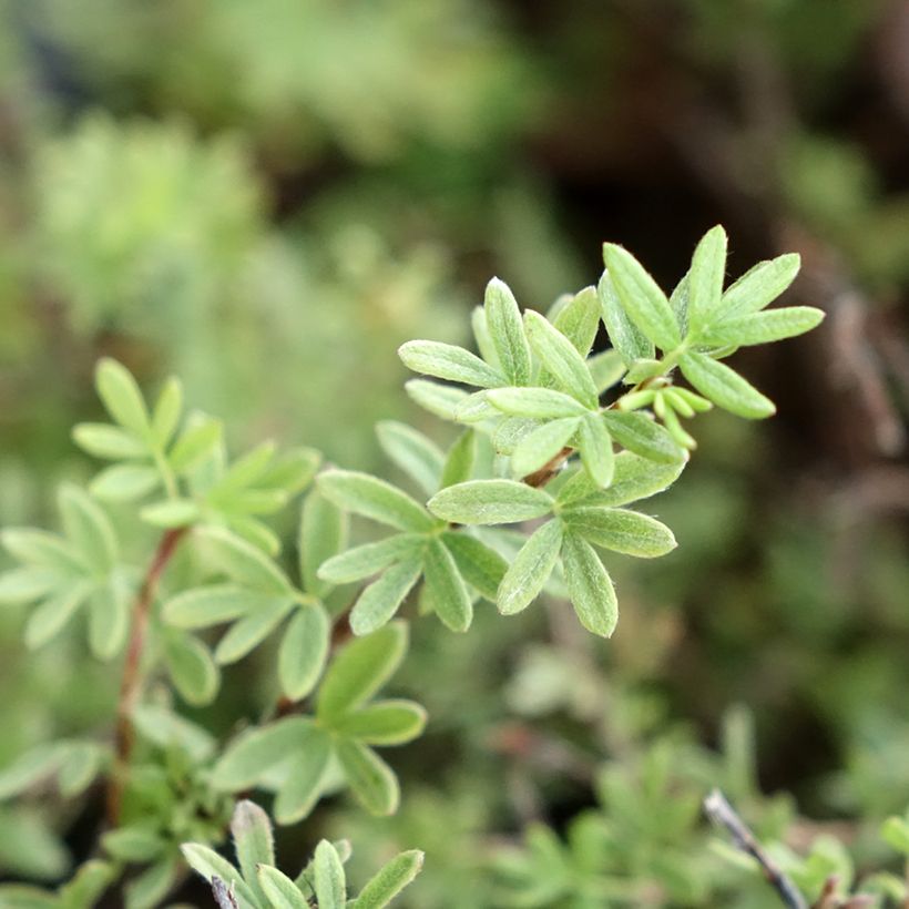 Potentilla fruticosa Tangerine - Struikganzerik (Blad)