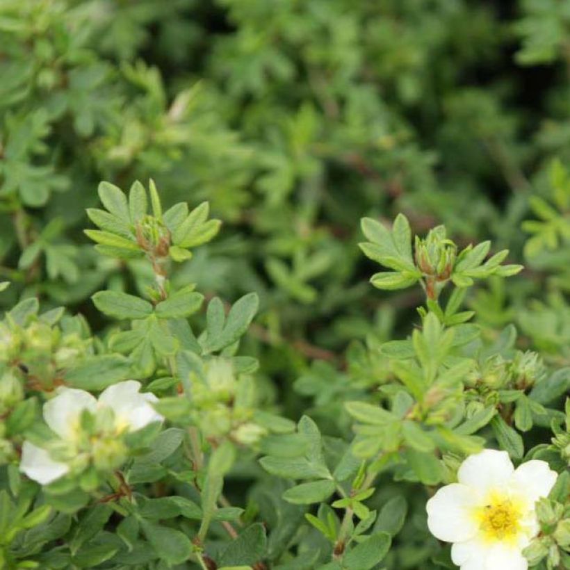 Potentilla fruticosa White Lady - Struikganzerik (Foliage)
