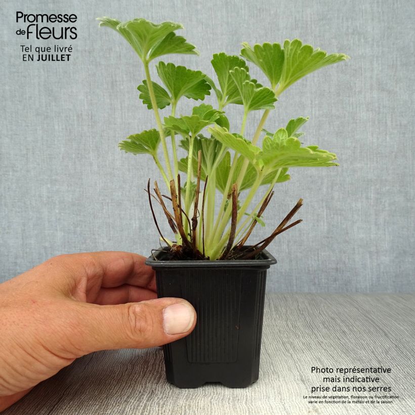 Exemplaar van Potentilla megalantha - Grootbloemige ganzerik Kweekpotje van 8/9 cm zoals geleverd in de zomer