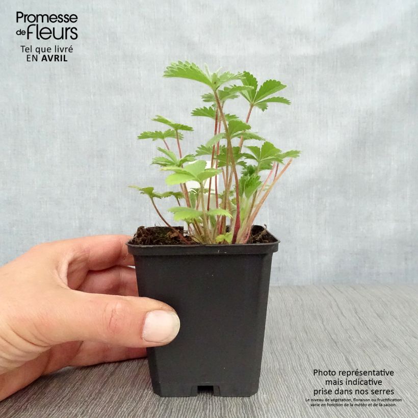 Exemplaar van Potentilla nepalensis Miss Willmott - Nepalganzerik Kweekpotje van 8/9 cm zoals geleverd in de lente