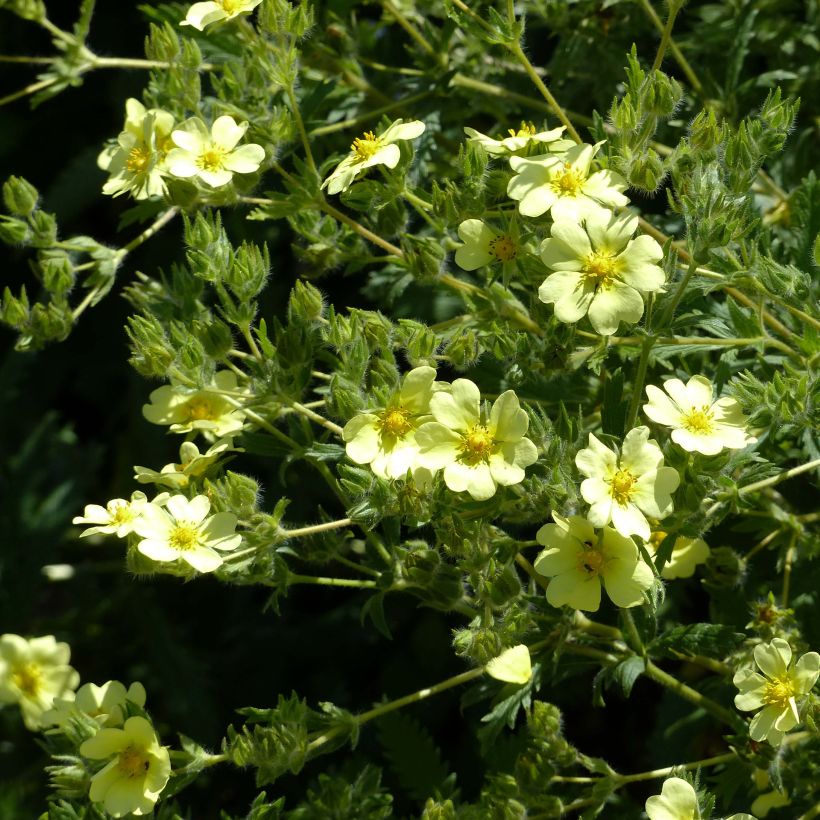 Potentilla recta sulphurea - Rechte ganzerik (Flowering)