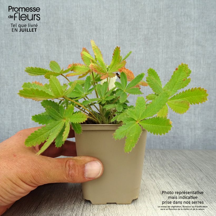 Exemplaar van Potentilla recta sulphurea - Rechte ganzerik Kweekpotje van 8/9 cm zoals geleverd in de zomer