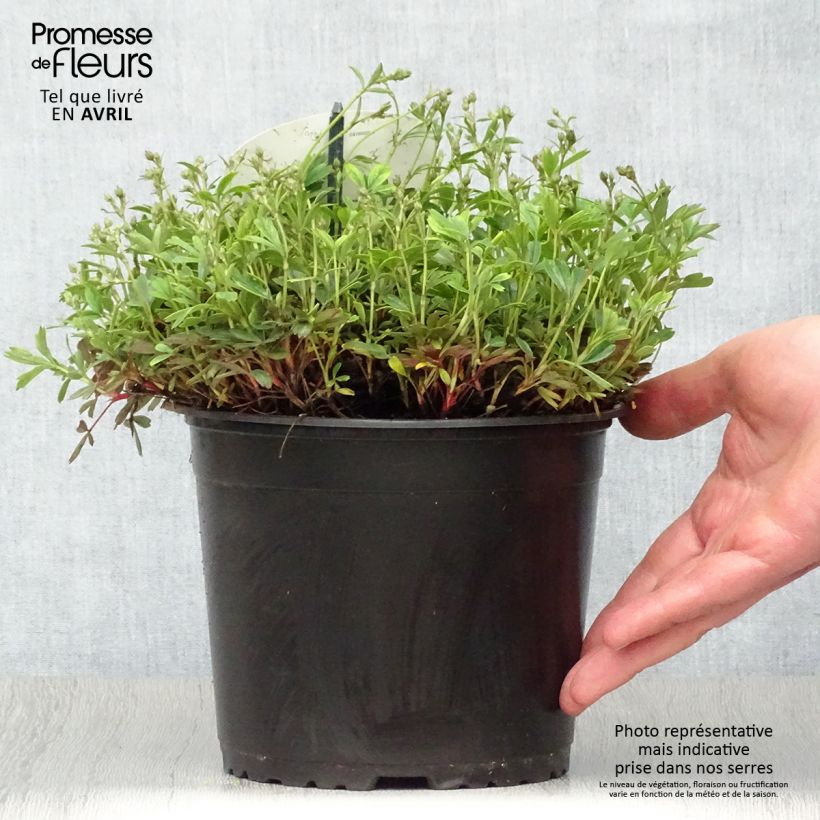 Exemplaar van Potentilla tridentata Nuuk - Ganzerik Pot van 1,5 l/2 l zoals geleverd in de lente