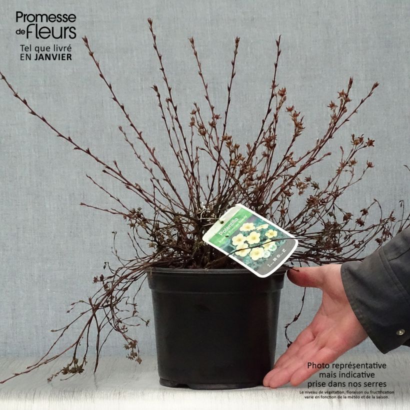 Example of Potentilla fruticosa Primrose Beauty - Struikganzerik Pot van 2 l/3 l as you get in hiver