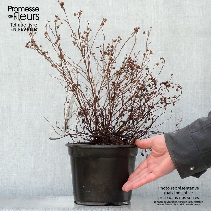 Example of Potentilla fruticosa Princess Pink Queen - Potentille arbustive Pot van 2 l/3 l as you get in hiver
