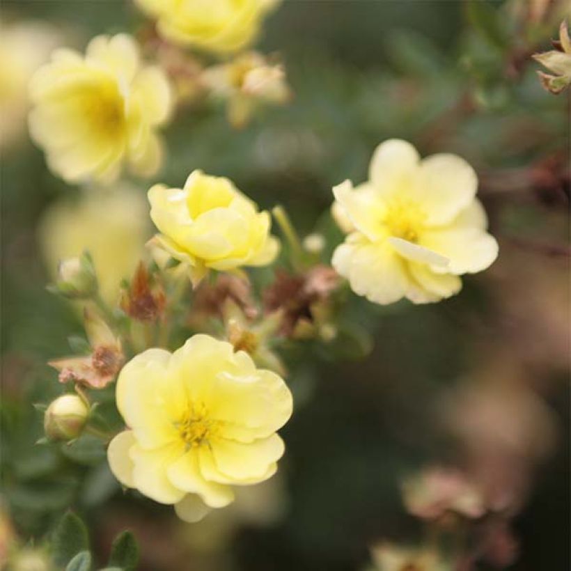 Potentilla fruticosa Lemon Meringue - Struikganzerik (Flowering)