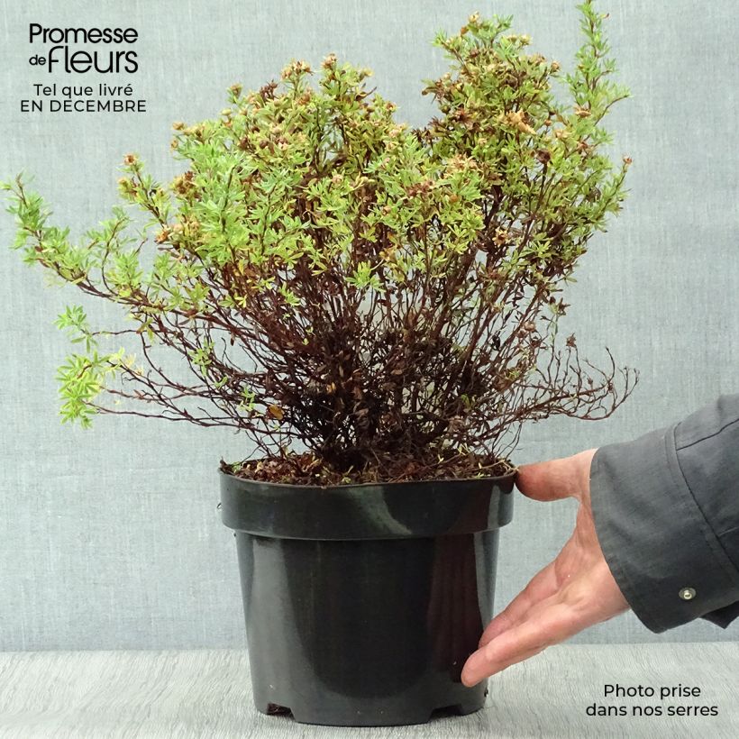 Example of Potentille arbustive Bella Sol - Potentilla fruticosa Pot van 2 l/3 l as you get in hiver