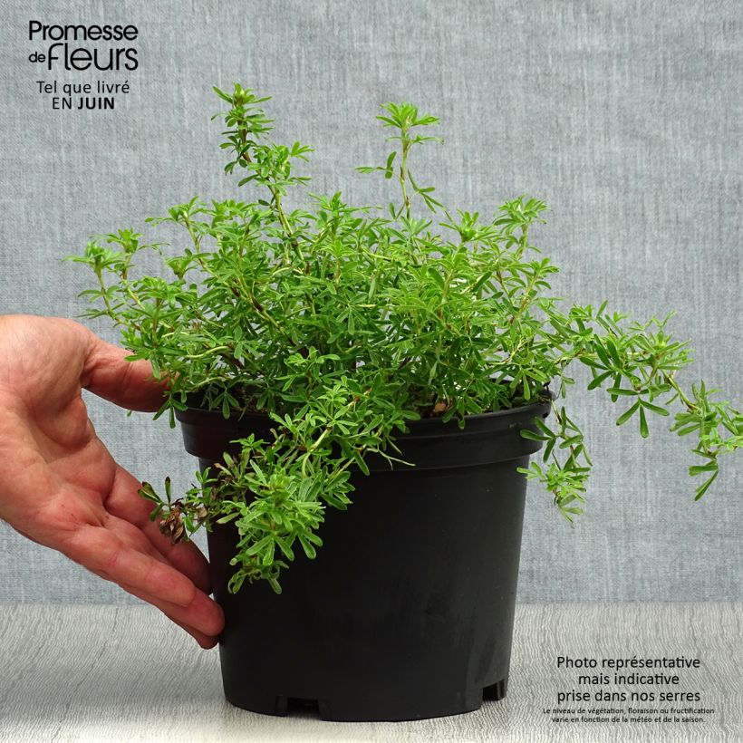 Exemplaar van Potentilla fruticosa Bella Sol - Struikganzerik Pot van 2 l/3 l zoals geleverd in de zomer