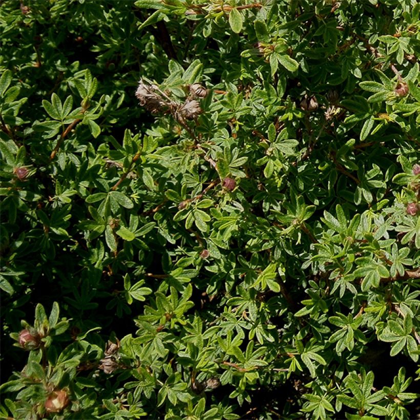 Potentilla fruticosa Hopley's Orange - Struikganzerik (Foliage)