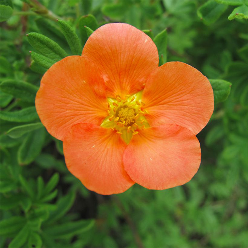 Potentilla fruticosa Hopley's Orange - Struikganzerik (Flowering)