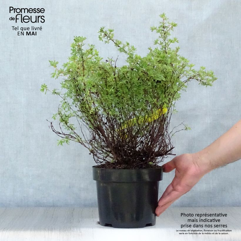 Exemplaar van Potentilla fruticosa Hopley's Orange - Struikganzerik Pot van 3 l/4 l zoals geleverd in de lente