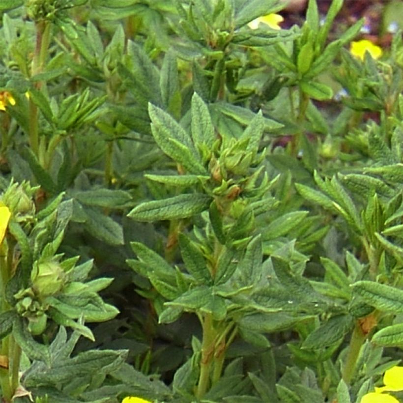 Potentilla fruticosa Kobold - Struikganzerik (Foliage)