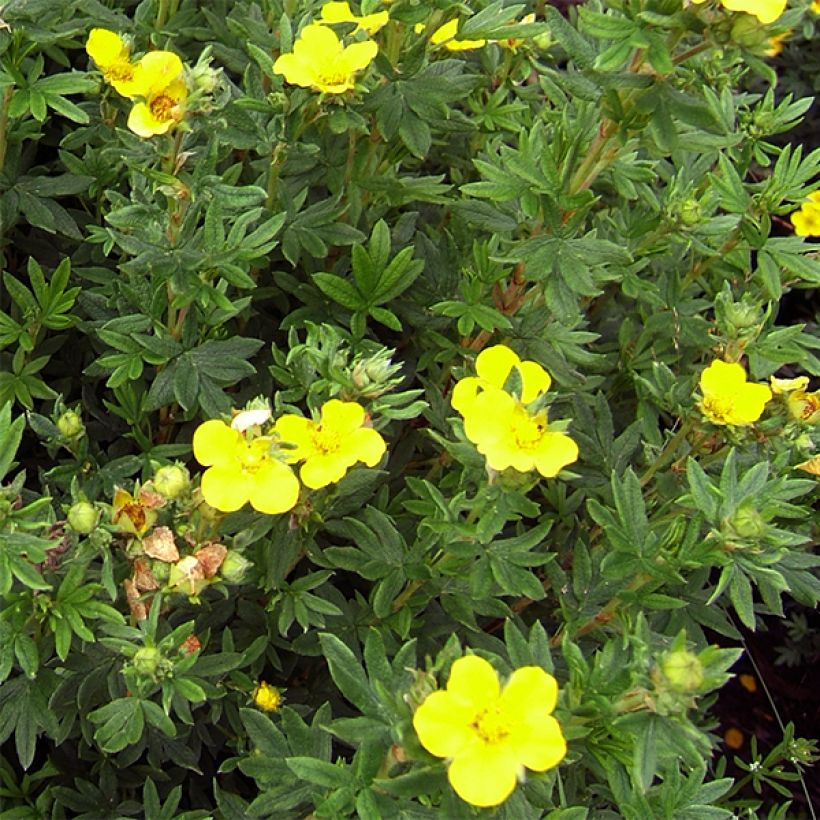 Potentilla fruticosa Kobold - Struikganzerik (Flowering)