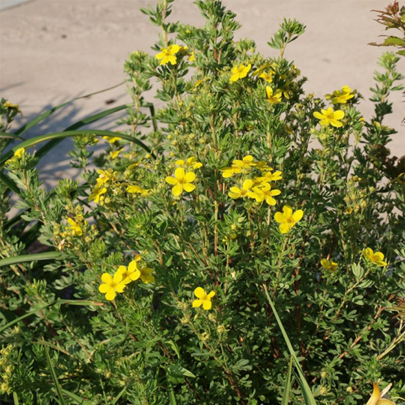 Potentilla fruticosa Kobold - Struikganzerik (Plant habit)