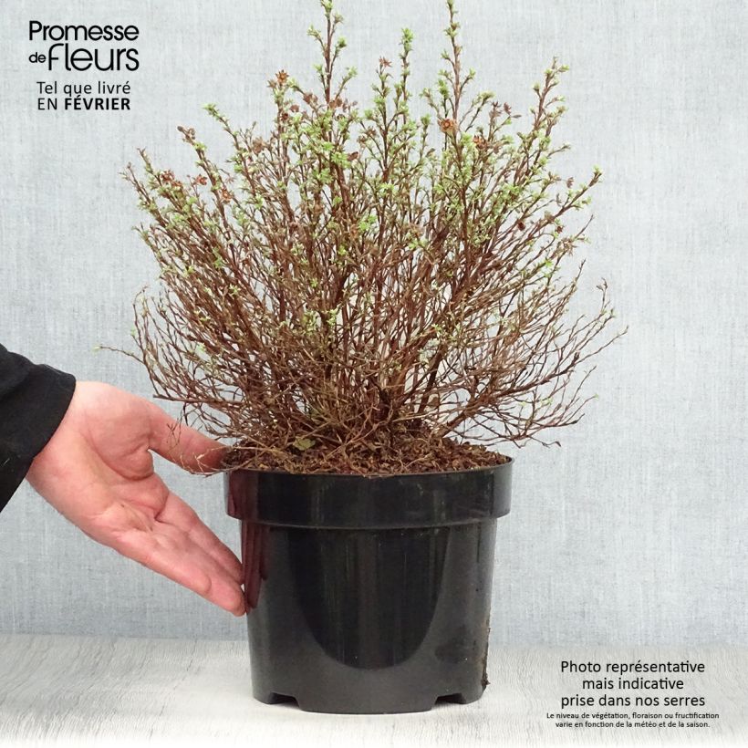 Example of Potentille arbustive Kobold Pot van 3 l/4 l as you get in hiver