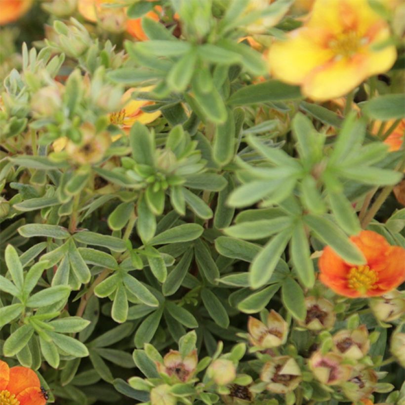 Potentilla fruticosa Mango Tango - Struikganzerik (Foliage)